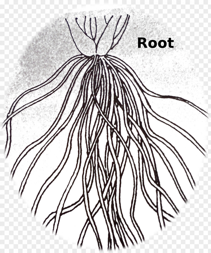 Fleshy Fibrous Root System Drawing Plant PNG