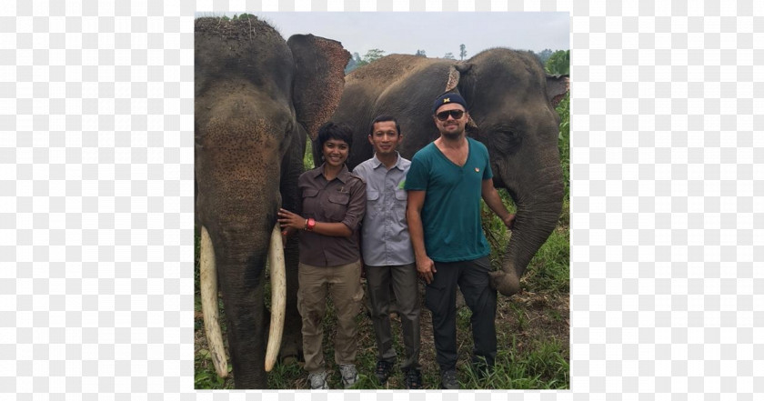 Leonardo Dicaprio Sumatran Elephant Leuser Ecosystem Actor Orangutan PNG