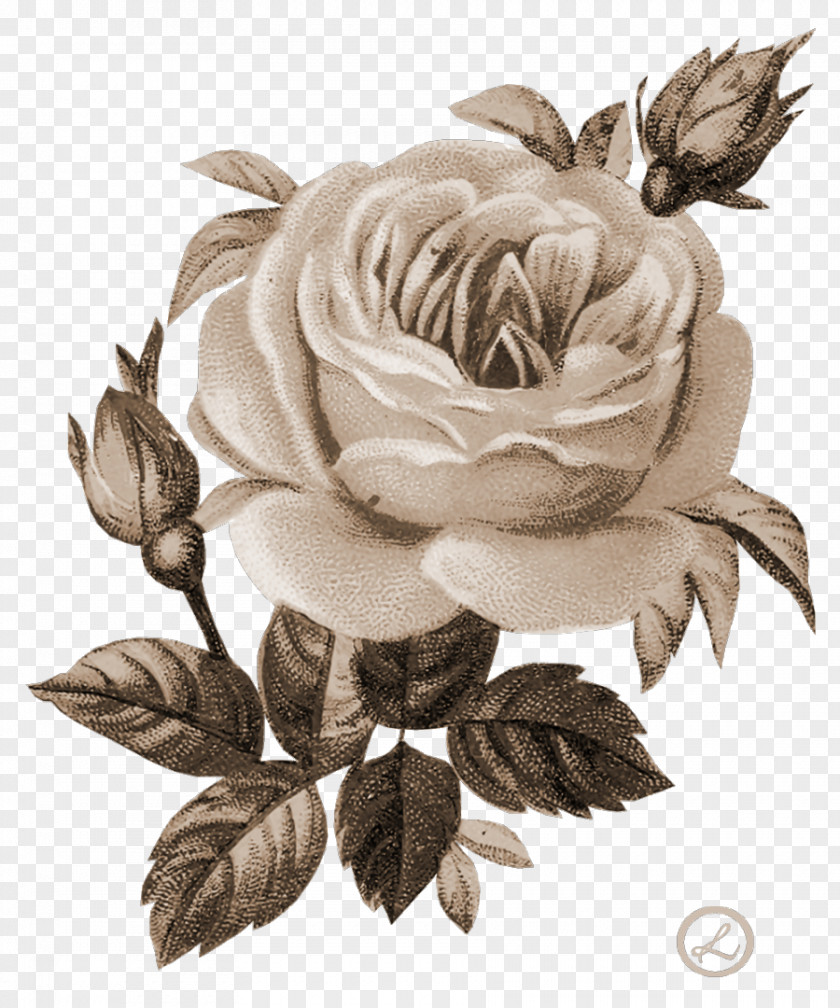 Peach Flowers Flower Digital Image Clip Art PNG