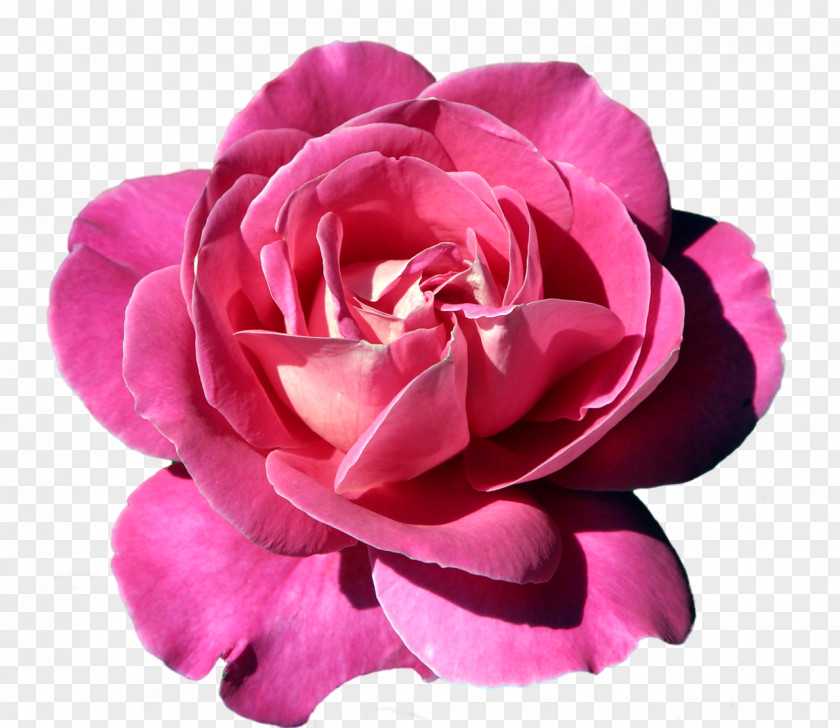 Pink Rose Clipart PNG
