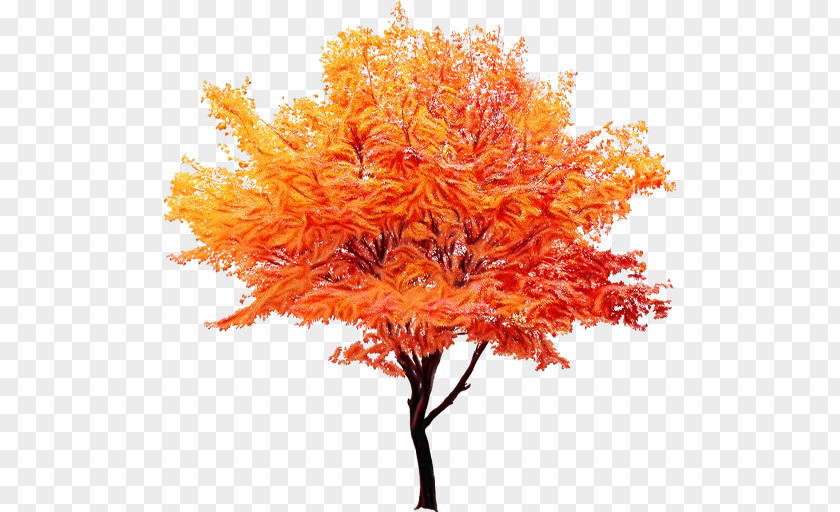 Twig Deciduous Red Maple Tree PNG