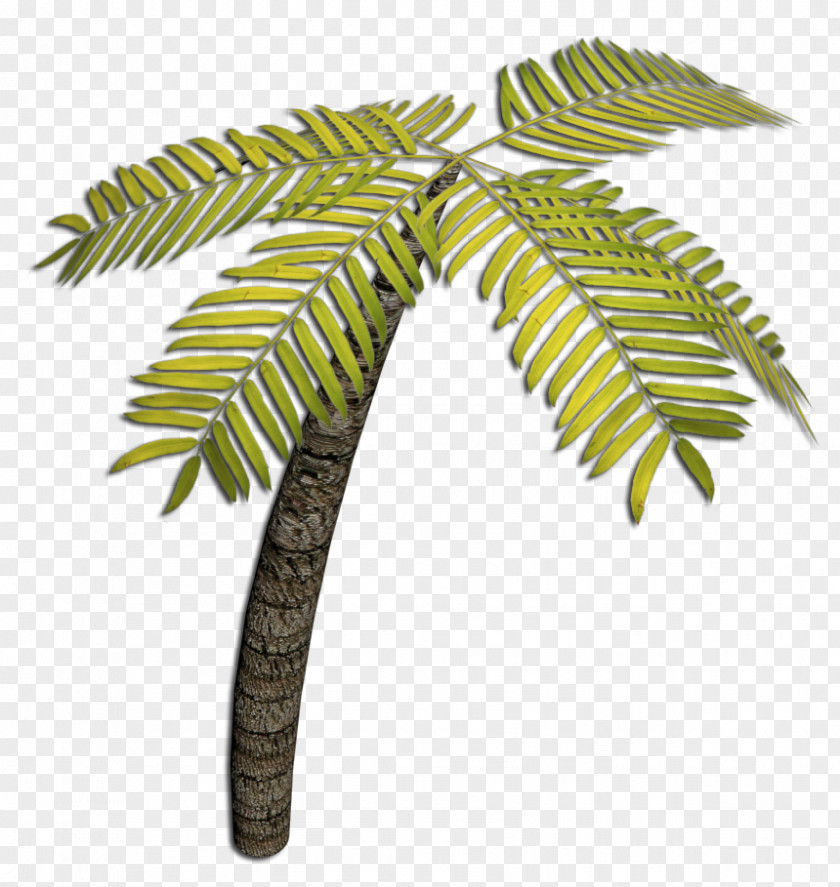 Coconut Flowerpot Leaf Plant Stem PNG