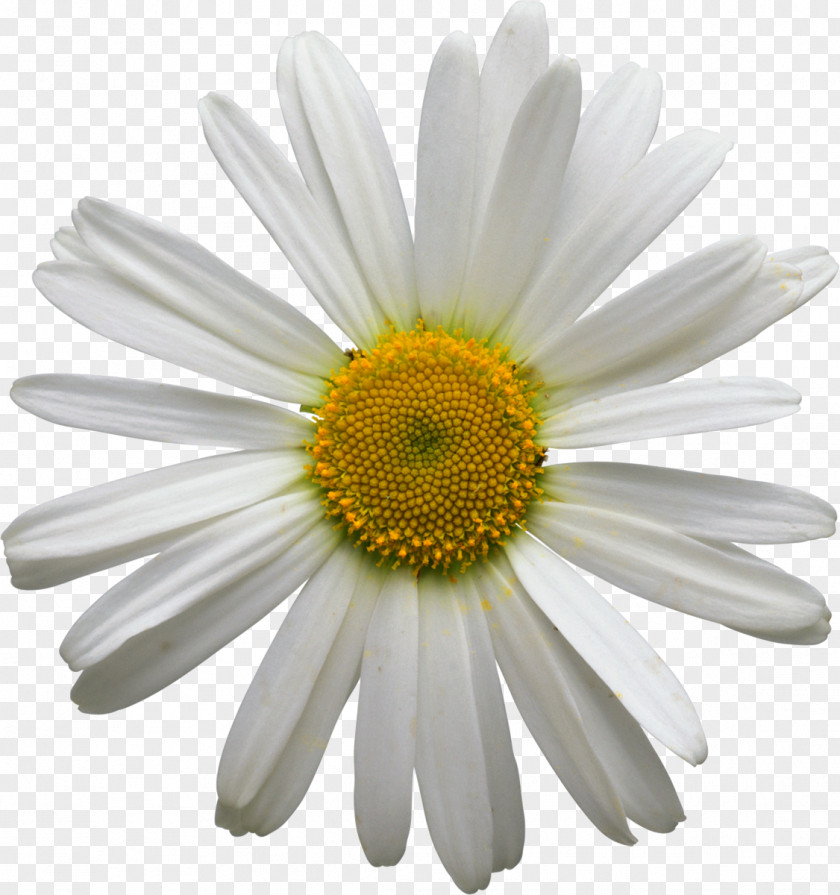 Flower Bouquet Stock Photography Chamomile Floral Design PNG