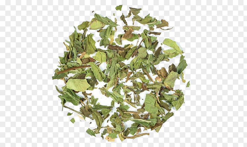 Green Tea Tieguanyin Ingredient Mentha Spicata PNG