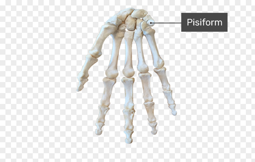 Hand Carpal Bones Triquetral Bone Anatomy Wrist Tunnel PNG