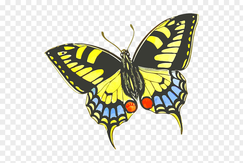 Hand Drawn Cartoon Butterfly Monarch Drawing Insect Illustration PNG