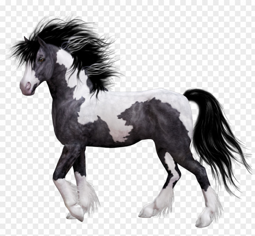 Horse Colt Domestic Animal PNG