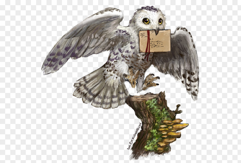 Owl Illustration Harry Potter And The Philosopher's Stone Hedwig Hogwarts PNG