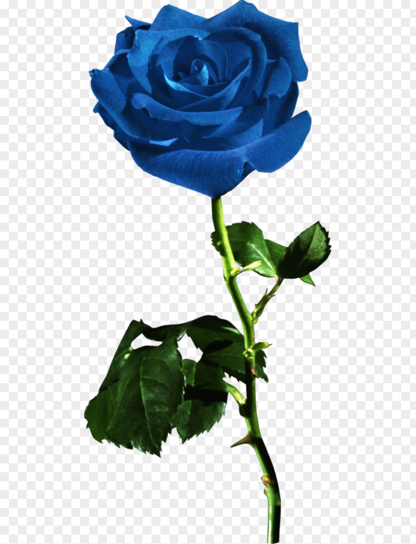 Rose Garden Roses Blue Flower Red PNG
