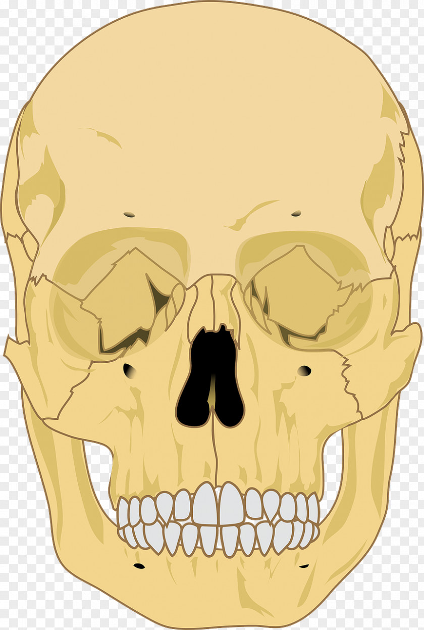 Skull Human Skeleton Anatomy PNG