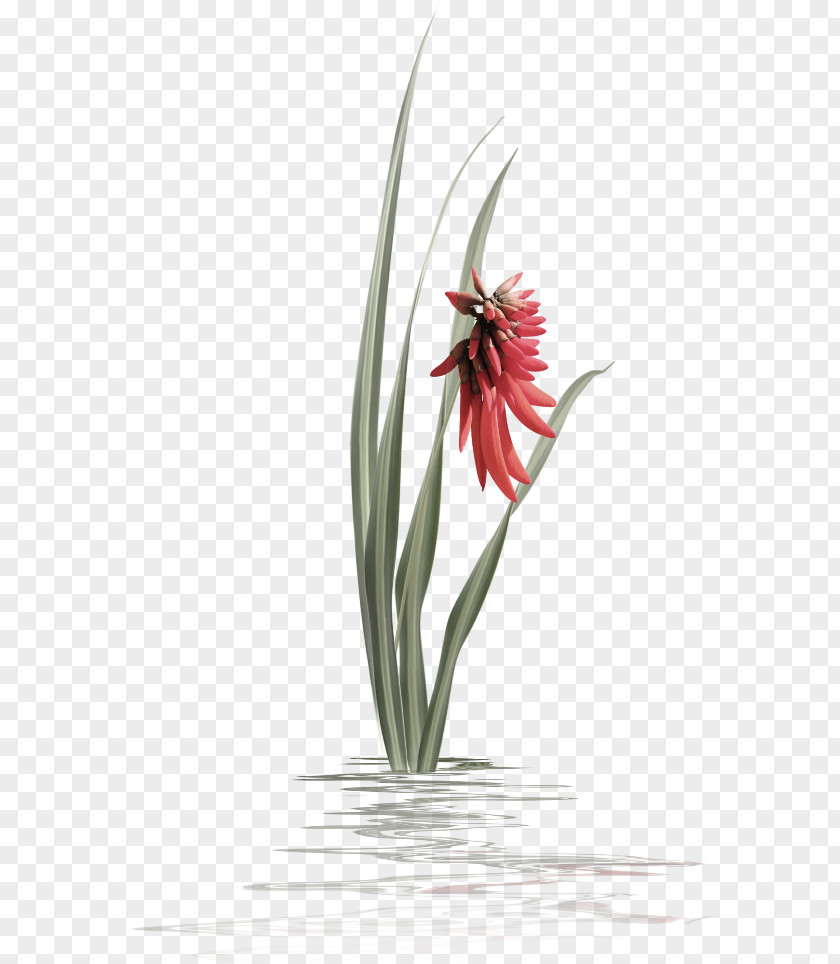 Tulip Jersey Lily Still Life Photography Vase PNG