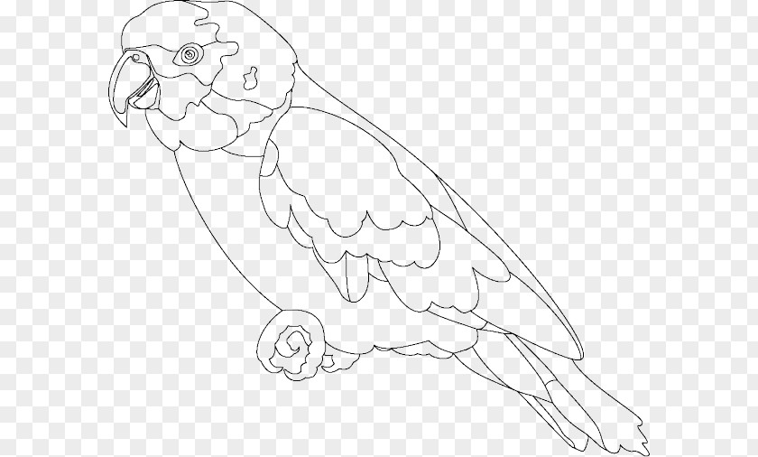 Bird Parrot Coloring Book True Macaw PNG