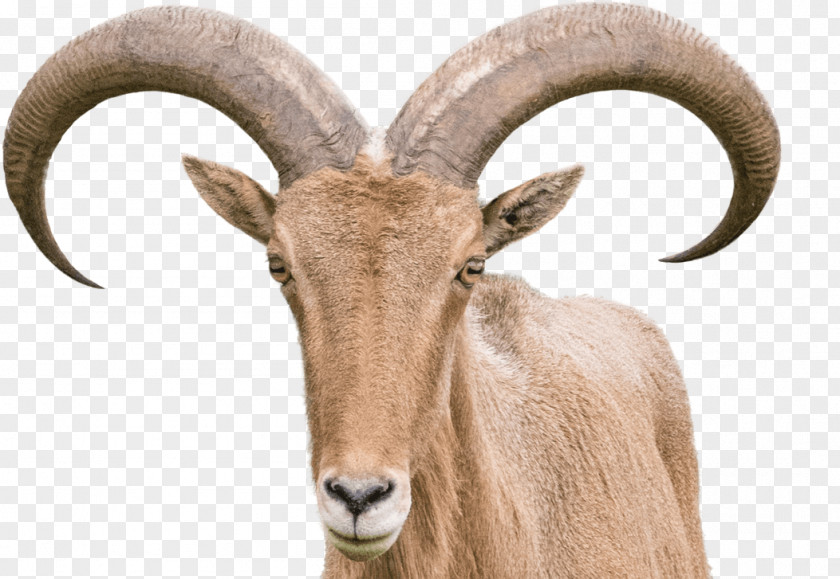 Goat Sheep–goat Hybrid Barbary Sheep Horn PNG