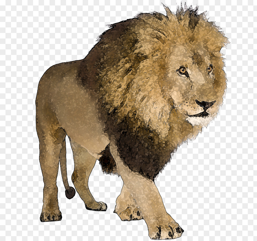 Male Lion Word Language Vocabulary GermanPod101.com PNG