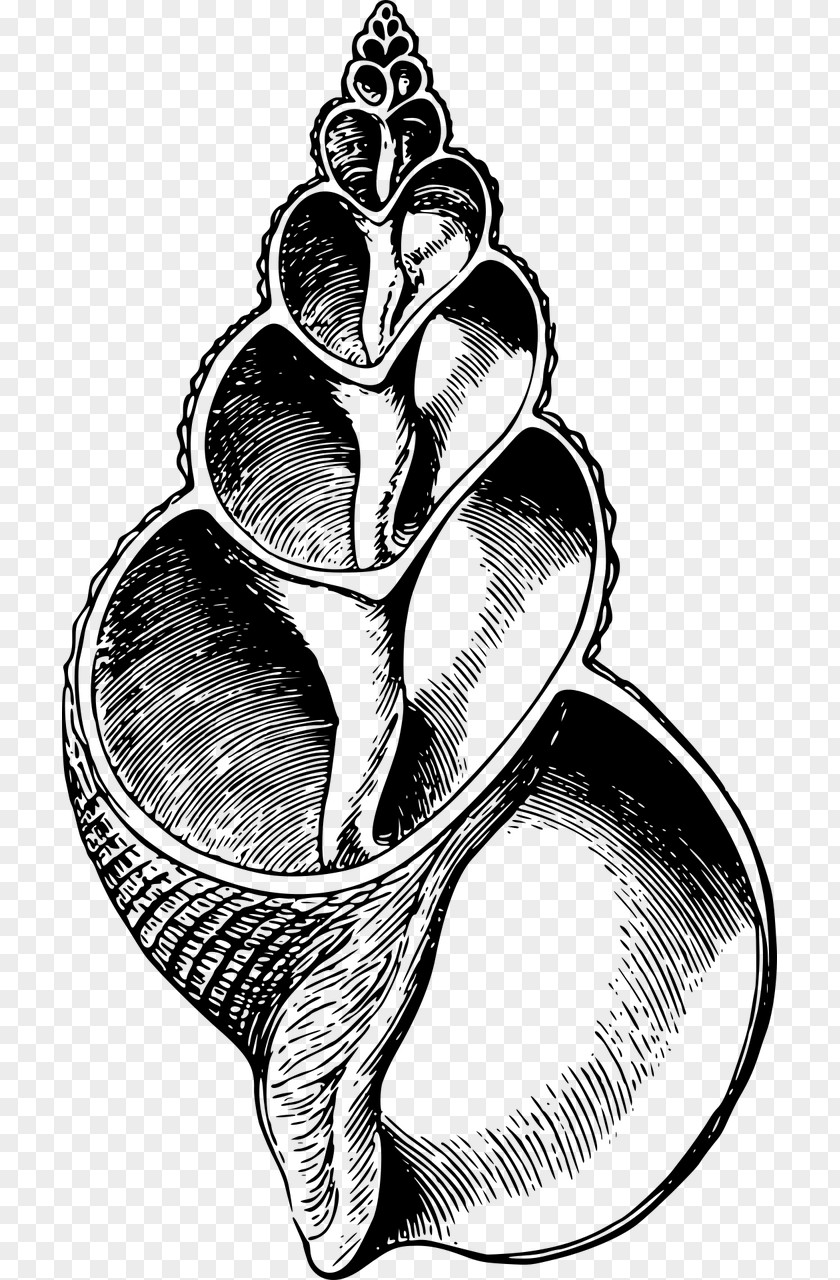 Seashell Gastropods Clip Art PNG
