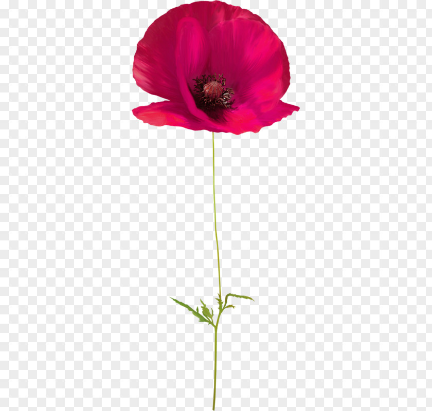 Creative Floral Design Watercolor Poppy Flower PNG