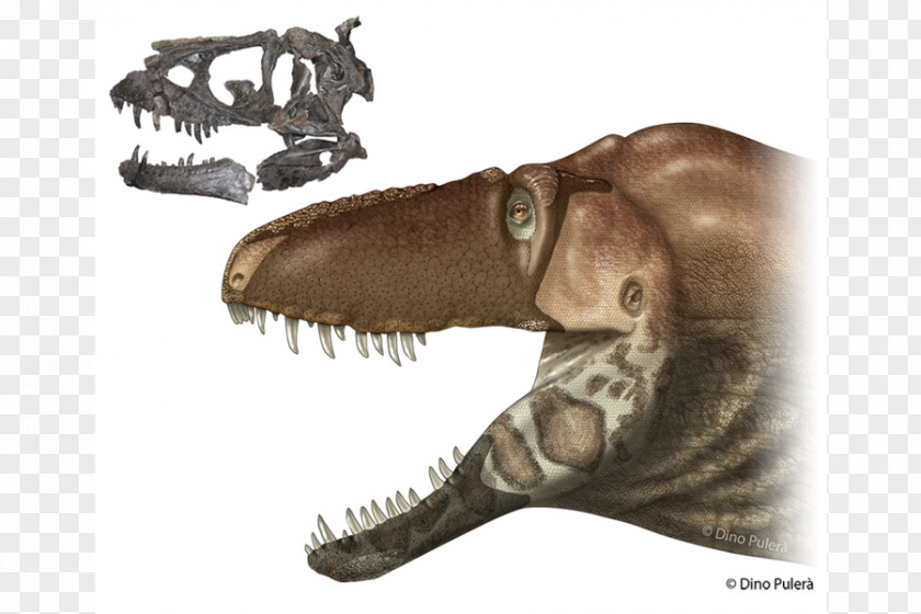 Dinosaur Tyrannosaurus Size Species Anagenesis PNG
