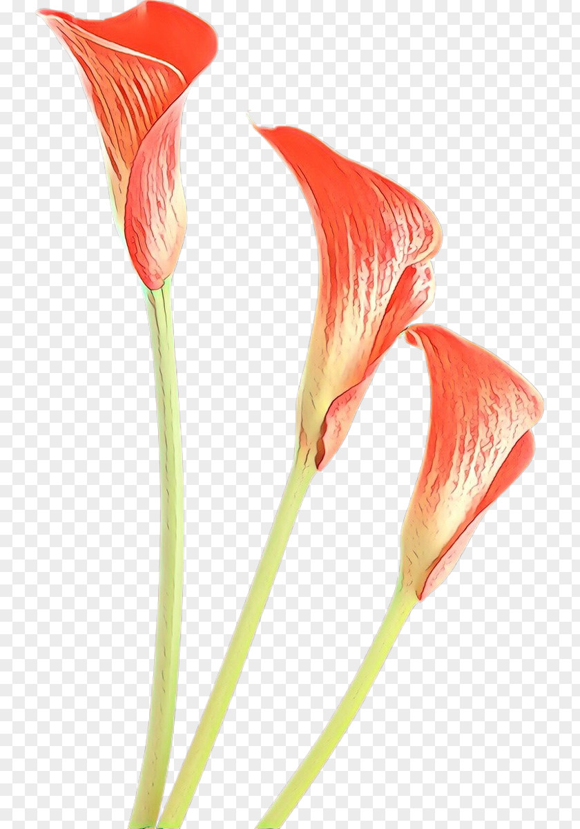 Hippeastrum Arum Family Drawing Of PNG