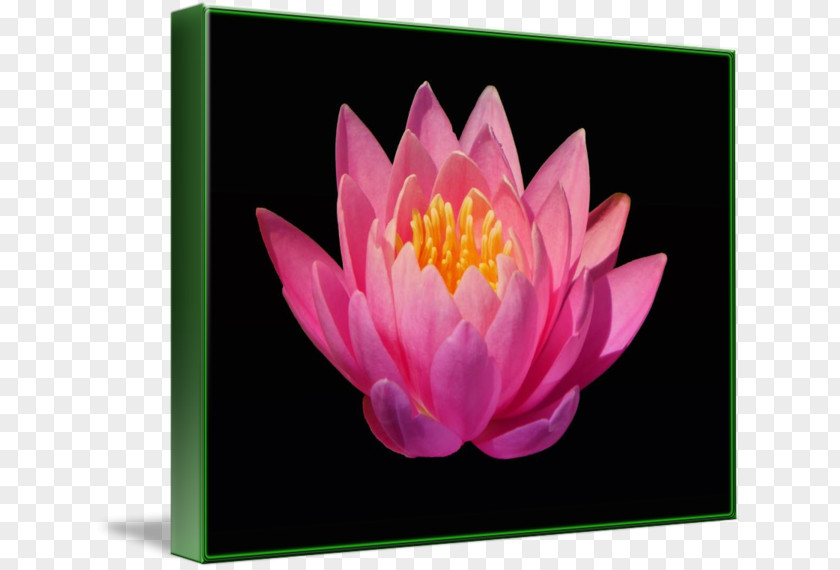 Science Fiction Quadrilateral Decorative Backgroun Nelumbo Nucifera Proteales Aquatic Plants Petal Flower PNG