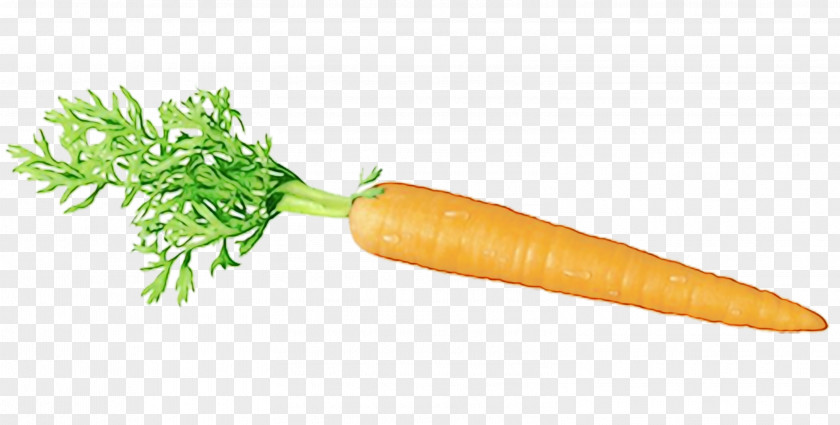 Vegetarian Food Natural Foods Carrot Vegetable Root Wild PNG