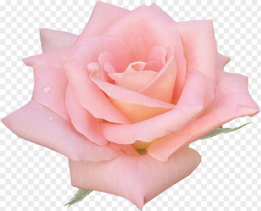 White Roses Centifolia Pink Flower Widescreen PNG