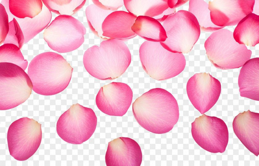 Exquisite Pink Rose Petals Petal Symbol PNG