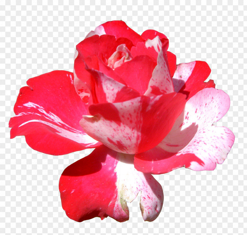 Flowers Flower Rose Clip Art PNG