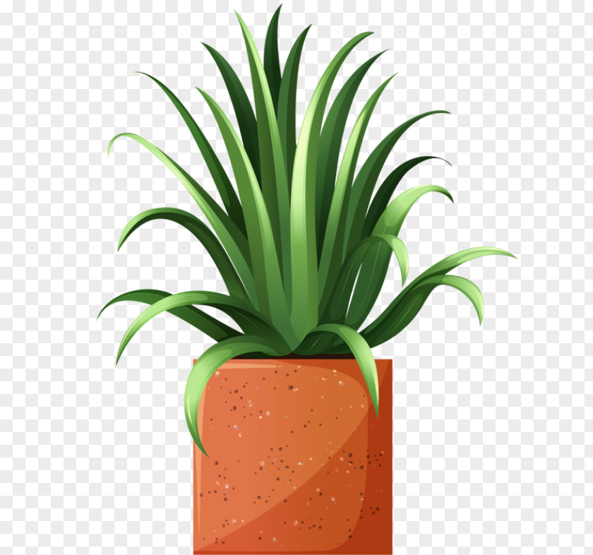 Grow Clipart Arecaceae Tree Plant Clip Art PNG
