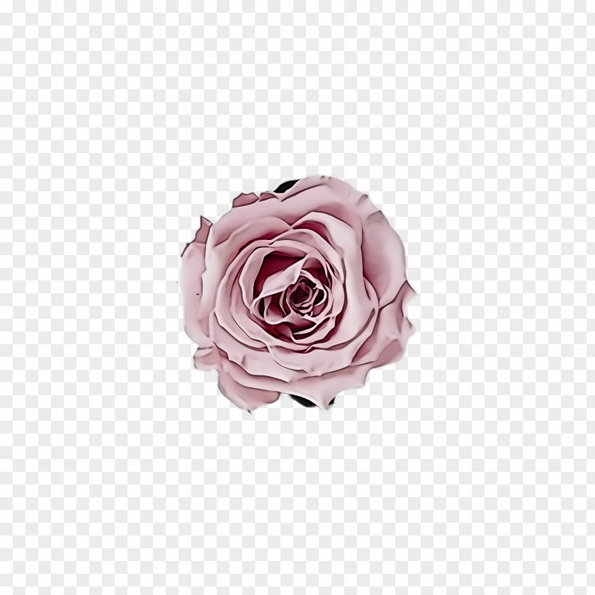 Hybrid Tea Rose Cut Flowers Garden Roses PNG