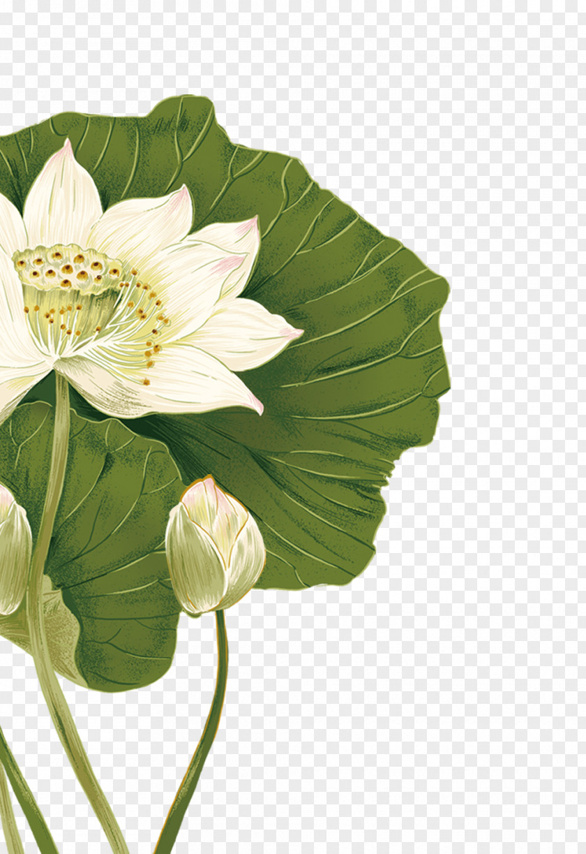 Lotus Nelumbo Nucifera Flower Illustration PNG
