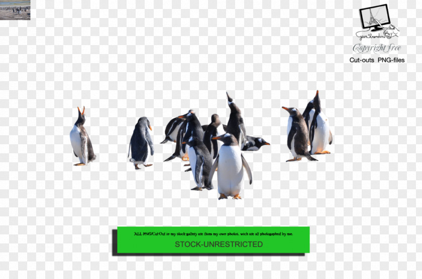 Penguin Download PNG