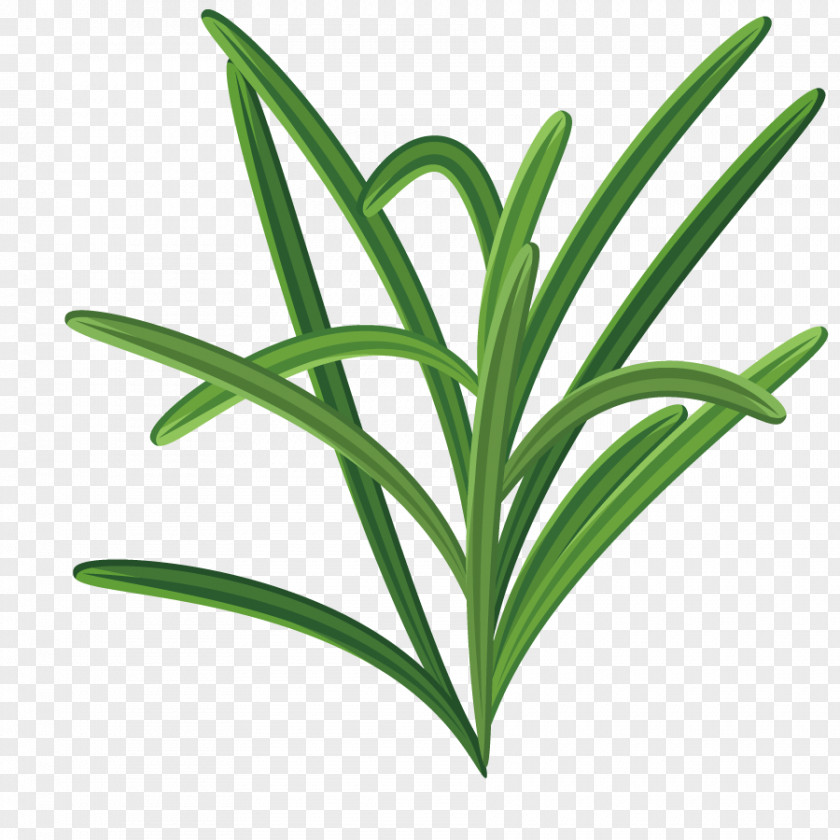 Vector Green Grass Leaf Herbaceous Plant PNG
