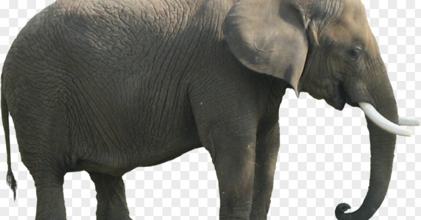 Elephants African Bush Elephant Clip Art Image PNG