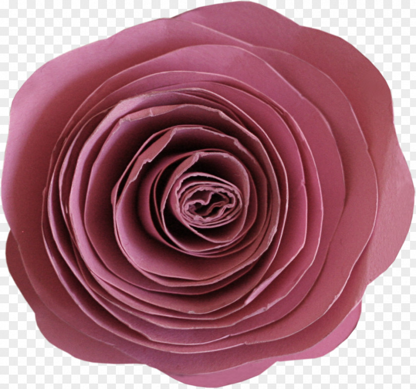 Flower Collage Garden Roses Cabbage Rose Cut Flowers Petal Author PNG