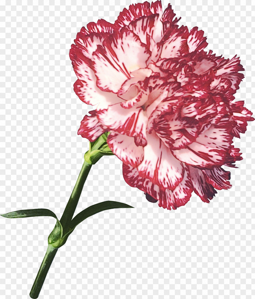 Flower Garden Roses Clove Tulip Dianthus Caryophyllus Var. Schabaud PNG