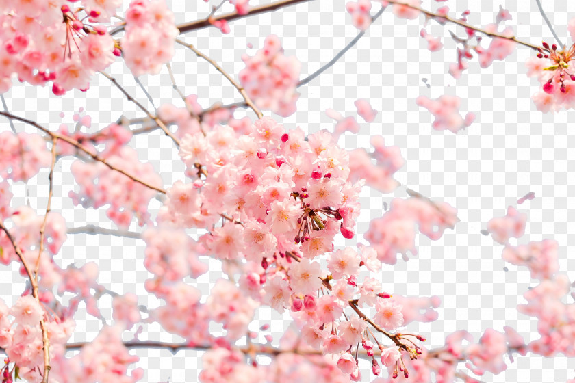 Japanese Cherry Blossom Japan 4K Resolution Wallpaper PNG
