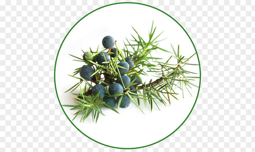 Oil Common Juniper Berry Essential Food PNG