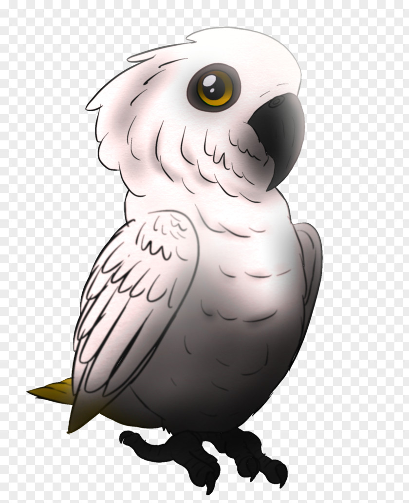 Owl Beak Bird Of Prey PNG