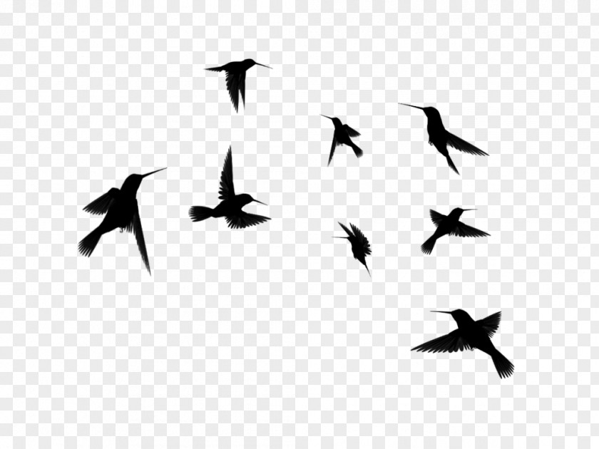 Bird Hummingbird Flight Silhouette Clip Art PNG
