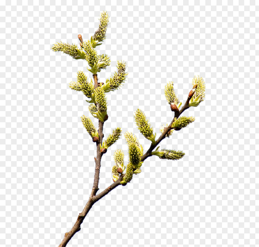Clip Art Willow Palm Sunday Psd PNG