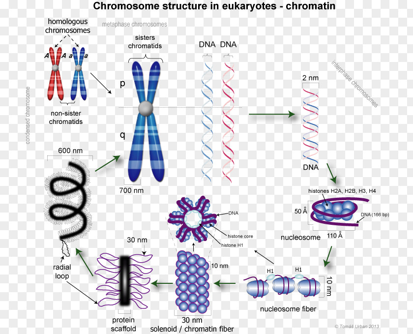 Eukaryotic Chromosome Structure Chromatin Chromatid DNA Condensation PNG