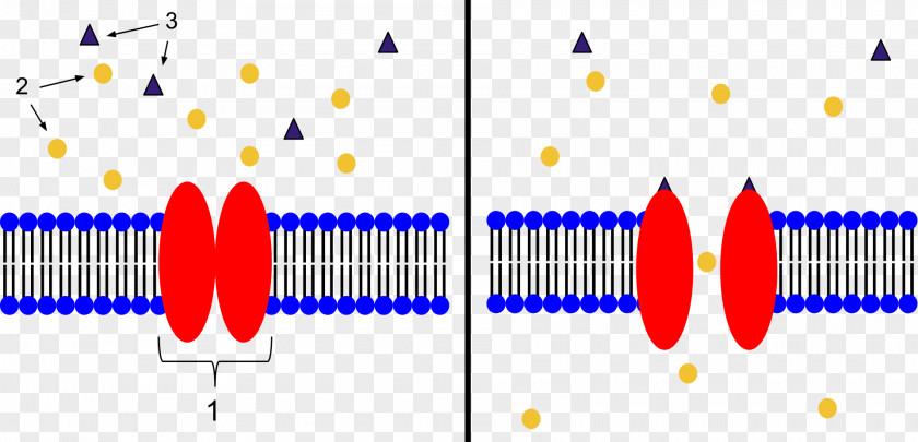 Ligand-gated Ion Channel Neuromuscular Junction Acetylcholine Receptor PNG