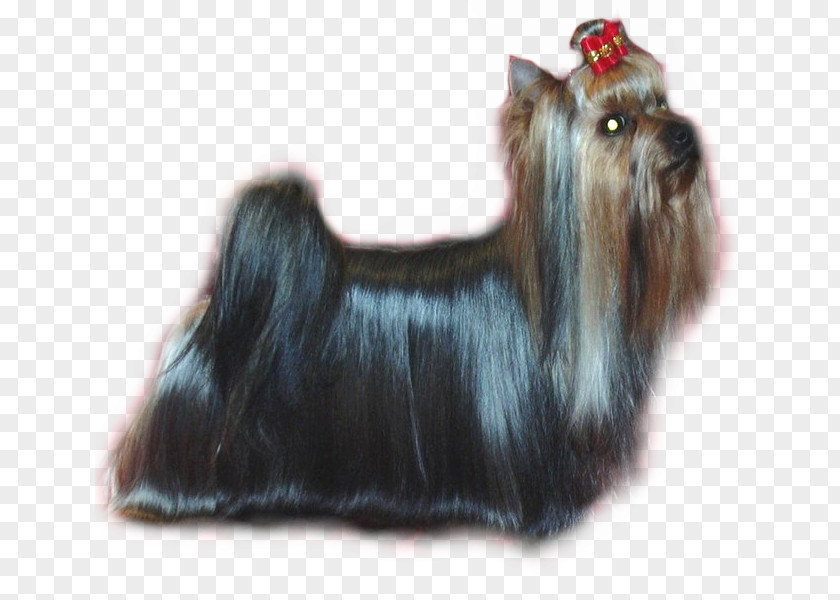 Naira Yorkshire Terrier Skye Australian Silky Cairn Affenpinscher PNG