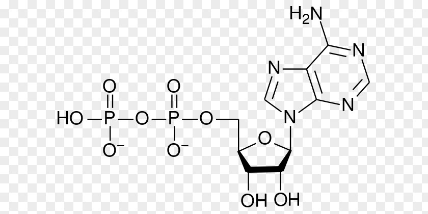 Adenosine Monophosphate Triphosphate Diphosphate Ribonucleotide PNG
