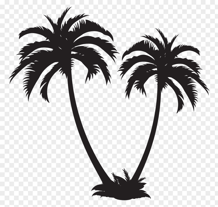 Arecaceae PNG