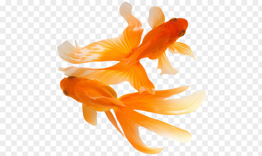 Fish Koi Comet Ryukin Aquarium PNG