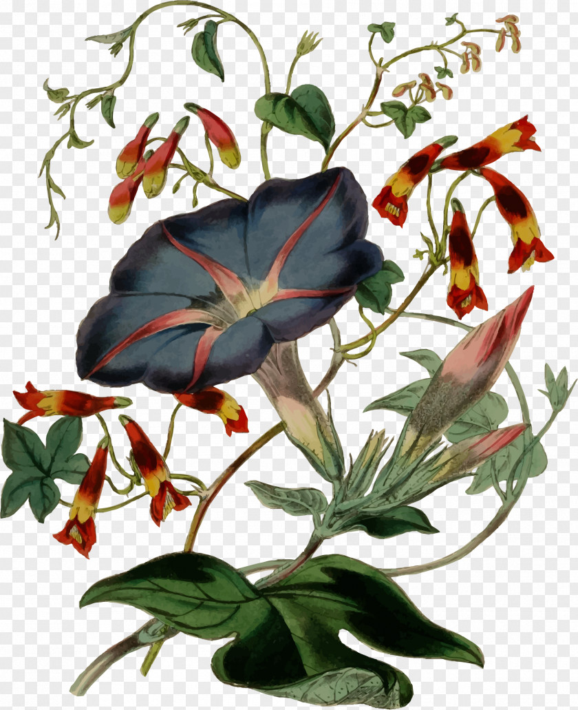 Flower Illustration Clip Art PNG