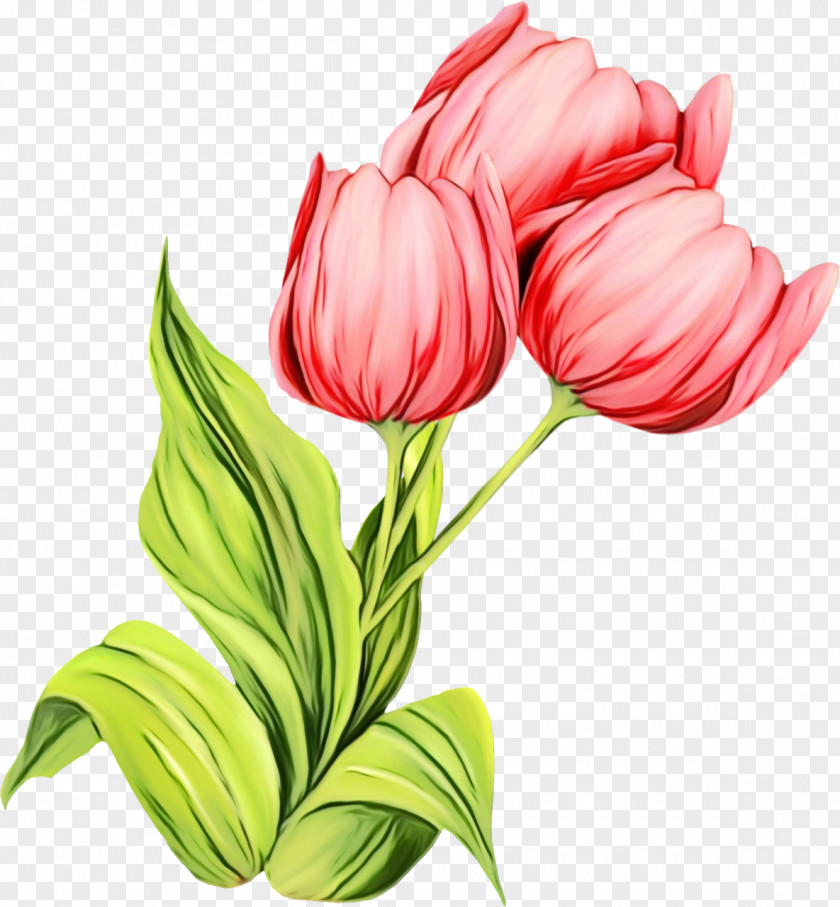 Flower Tulip Plant Petal Pink PNG