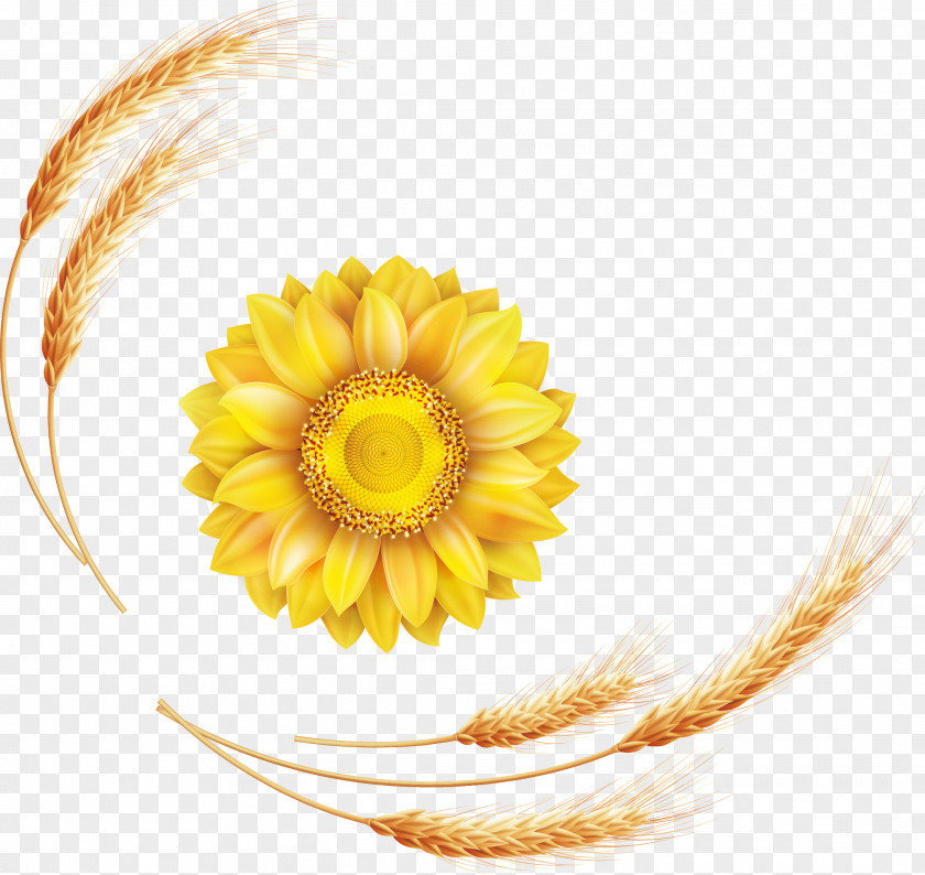 Sunflower Barley Harvest Cartoon Poster Promotional Material Common Euclidean Vector PNG
