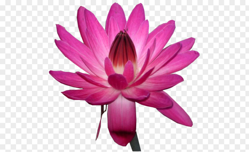 Waterlily Water Lily Nelumbo Nucifera Pink DeviantArt PNG